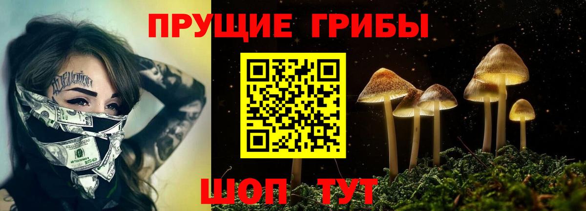 Звенигород  Галлюциногенные грибы Cubensis  Вход с VPN 